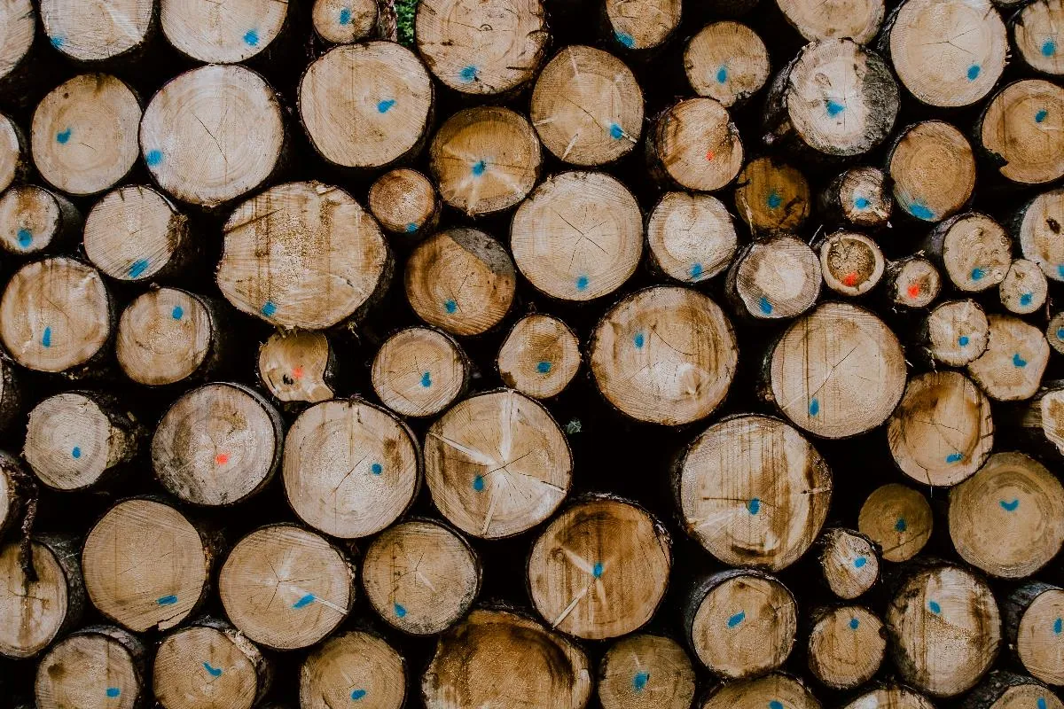 Stacked cut logs seen end-on.